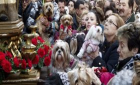 Fiesta de San Antón 2024